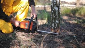 Dupont, WA Tree Removal Company