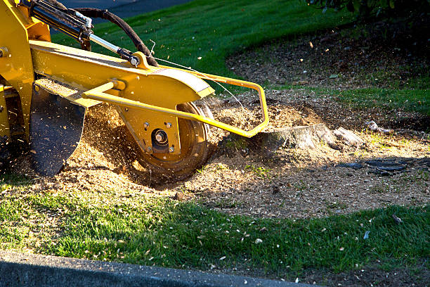 Best Tree Disease Treatment  in Dupont, WA